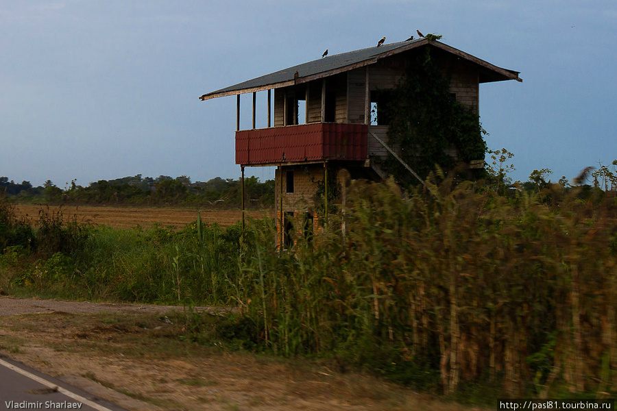 В этих краях выращивают сахарный тростник. Дорога часто отделена от полей нешироким каналом. Суринам