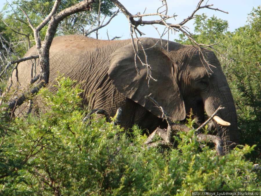 не ходите дети в Африку гулять... Национальный парк Крюгер, ЮАР