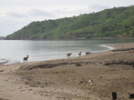 Олени на пляже Комодо