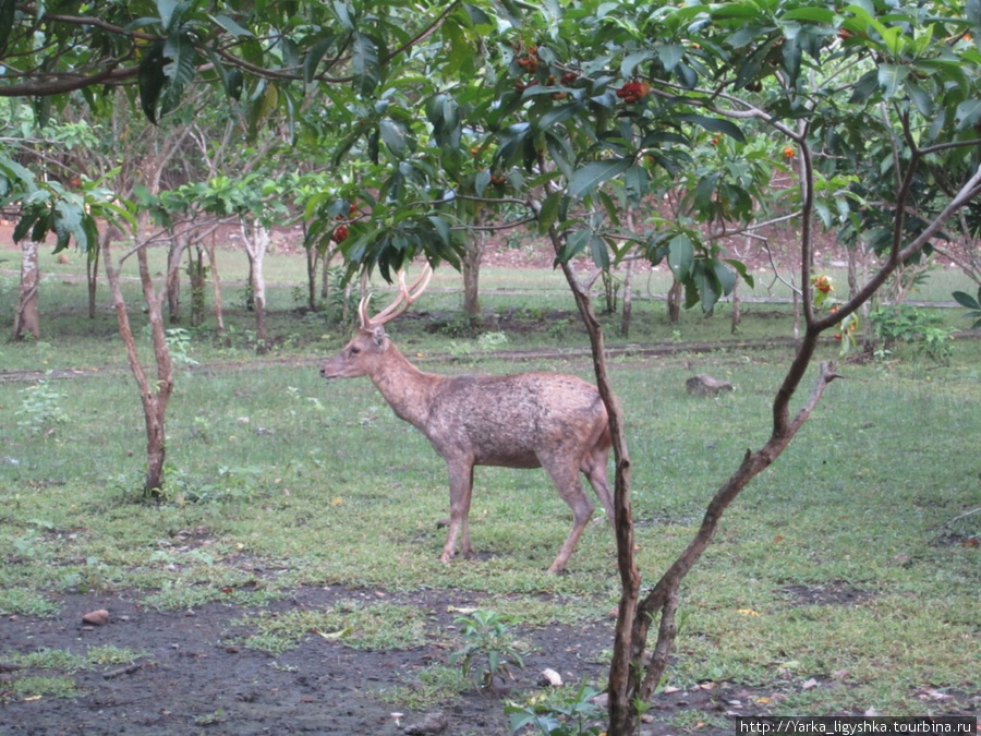 Олень на полянке рядом с гестхаусом. Комодо Комодо Национальный Парк, Индонезия