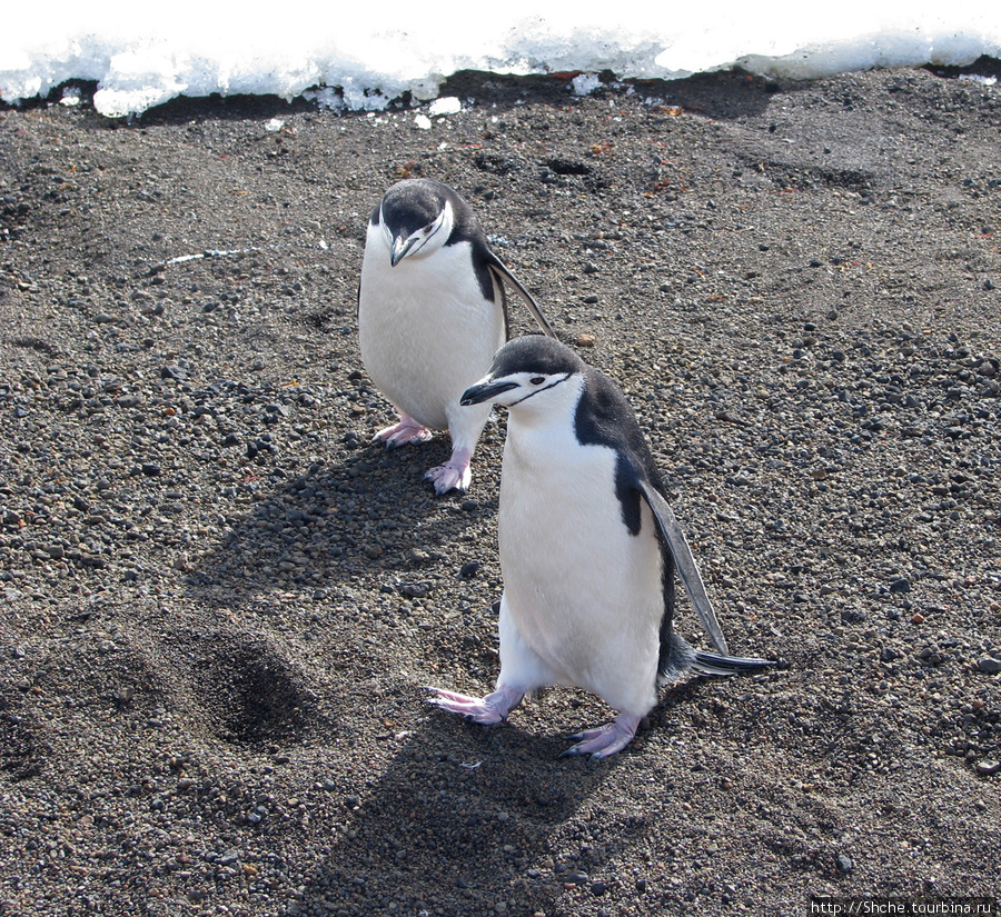 а пингвины, видимо обидевшись, что наше внимание прикованно к слону, решили нас покинуть Остров Десепшн, Антарктида