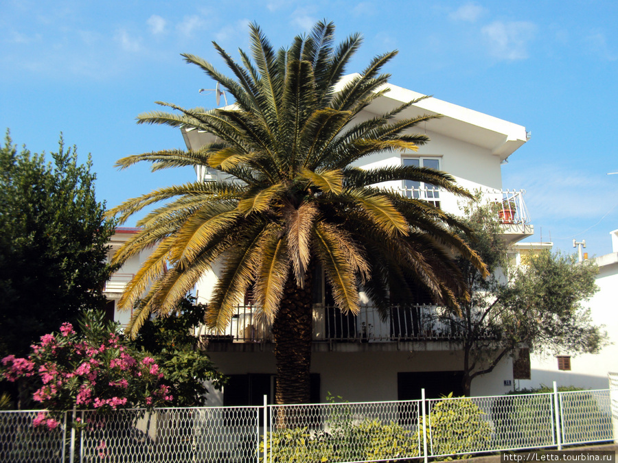 Пальма перед домом Шушань, Черногория