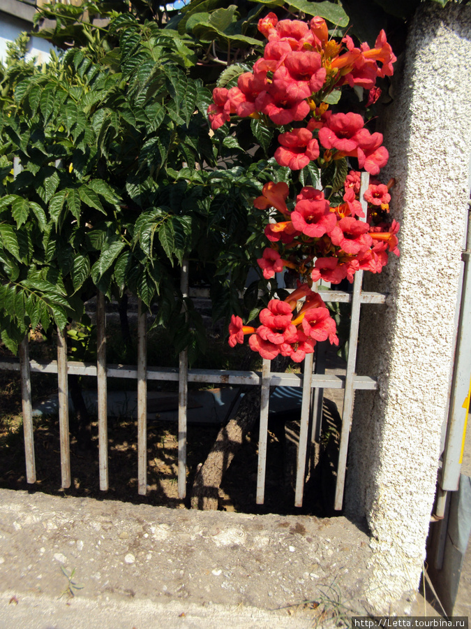 Цветы за забором Шушань, Черногория