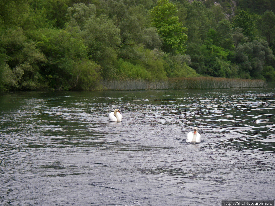 пара белых лебедей Омиш, Хорватия