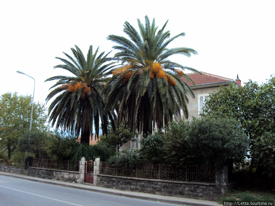 Пальмы Тиват, Черногория