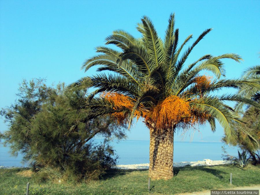 Пальма на набережной Бар, Черногория