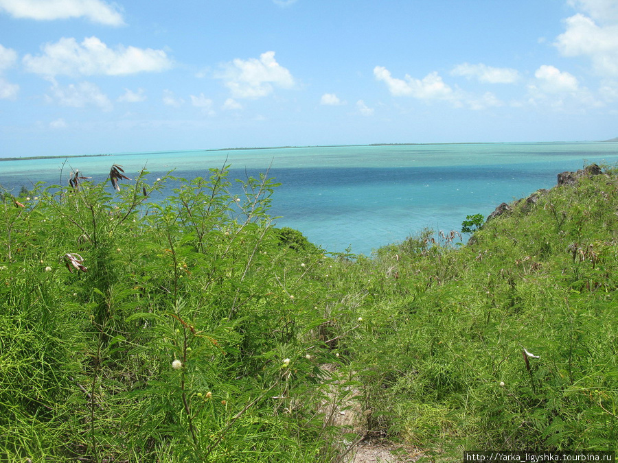Тропы между густыми растениями Порт-Матурин, остров Родригес, Маврикий
