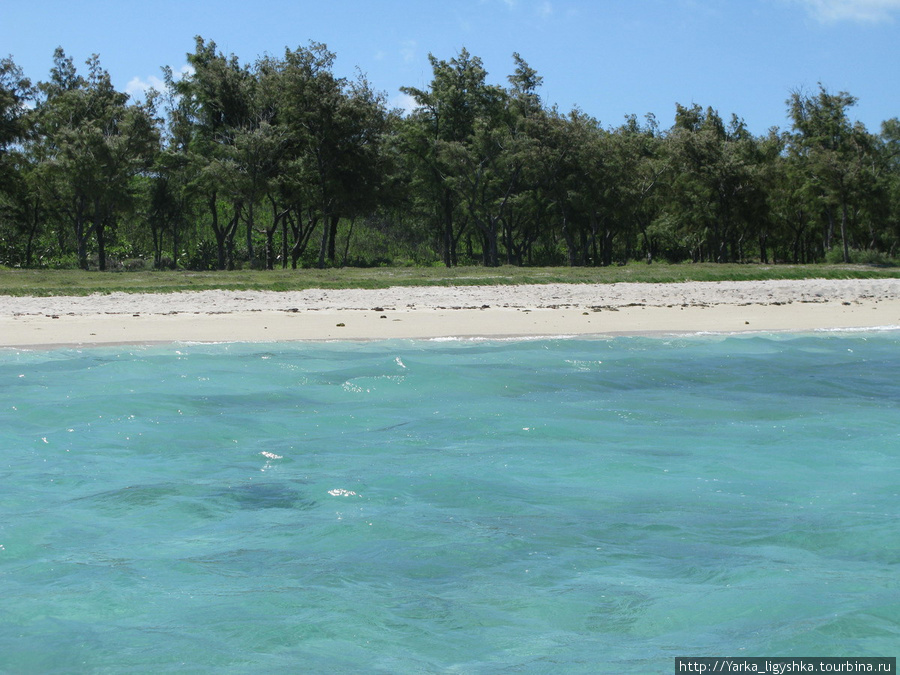 Песчаный пляж с соснам Порт-Матурин, остров Родригес, Маврикий