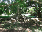 Необычное дерево в ботаническом саду Памплемуса