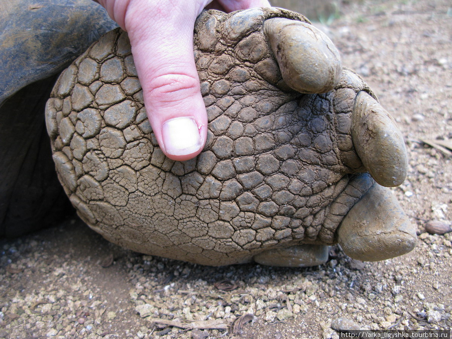 Большие лапы альдабрской черепахи Флик-ан-Флак, Маврикий