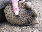 Большие лапы альдабрской черепахи