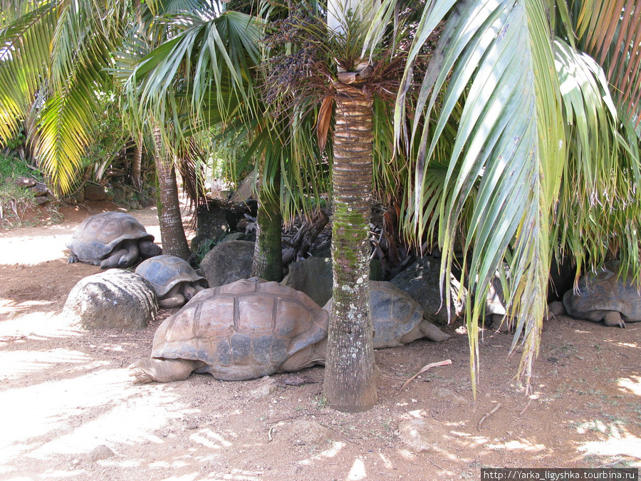 Валяющиеся черепахи Флик-ан-Флак, Маврикий