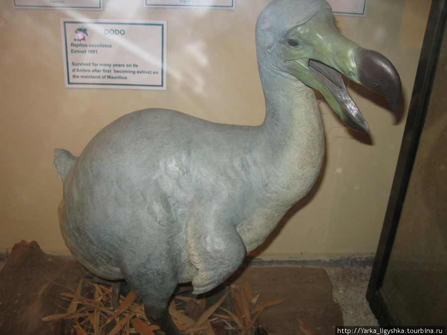 Додо — исчезнувшие нелетающие птицы Маврикия. Они были такие доверчивые, что просто подходили к первым европейцам. Флик-ан-Флак, Маврикий