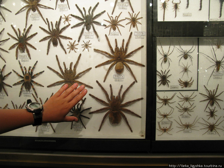 Инсектарий. Офигенская коллекция насекомых Флик-ан-Флак, Маврикий