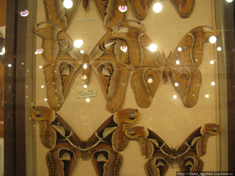 Самые крупные бабочки в мире — Attacus atlas. Инсектарий Флик-ан-Флак, Маврикий