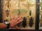 Инсектарий. Офигенская коллекция насекомых
