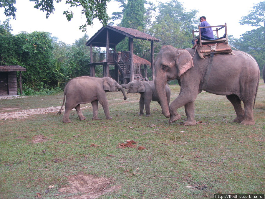 На слонах можно прокатиться по парку, недалеко Национальный парк Бардия, Непал