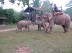 На слонах можно прокатиться по парку, недалеко