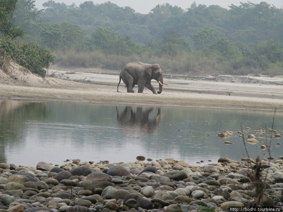 Местным дикие слоны внушают просто таки суеверный страх Национальный парк Бардия, Непал