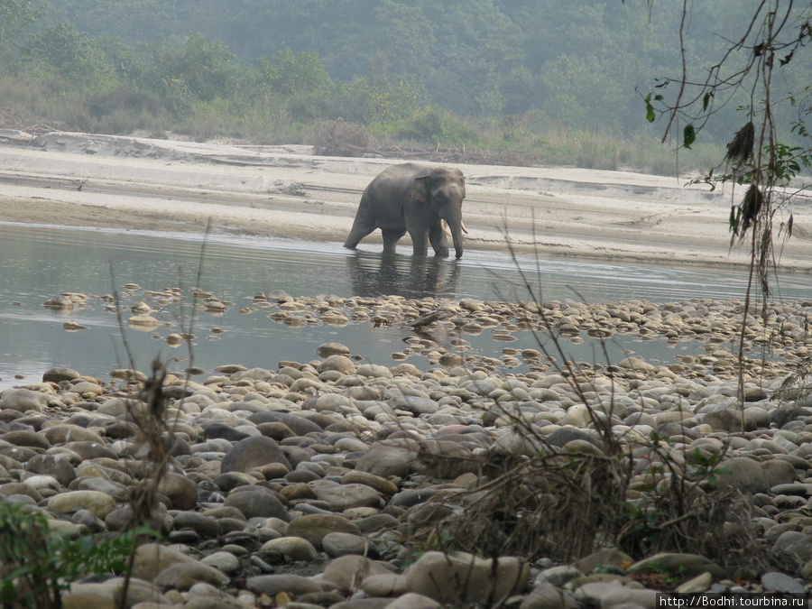 Слон направляется к нам. Наш проводник, матерным шопотом призывая нас последовать за ним, смылся подальше, а мы остались фотографировать Национальный парк Бардия, Непал