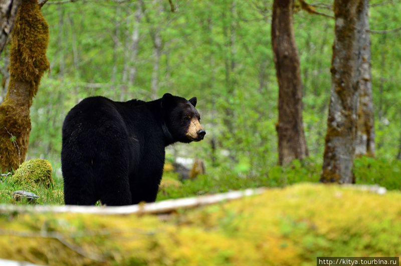 Туманы, мхи, и медведи в национальном парке Олимпик Олимпик Национальный Парк, CША