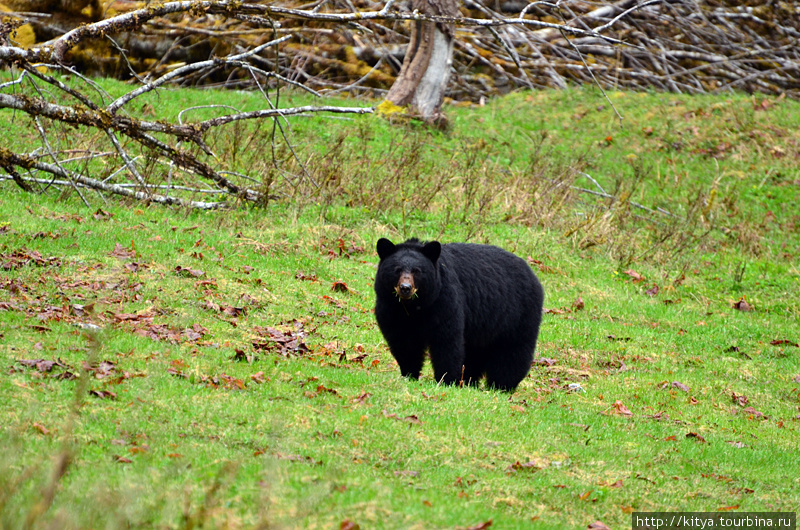 Туманы, мхи, и медведи в национальном парке Олимпик Олимпик Национальный Парк, CША