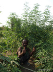 Король пигмеев в марихуане. Правительство Уганды разрешило выращивать ее им официально.