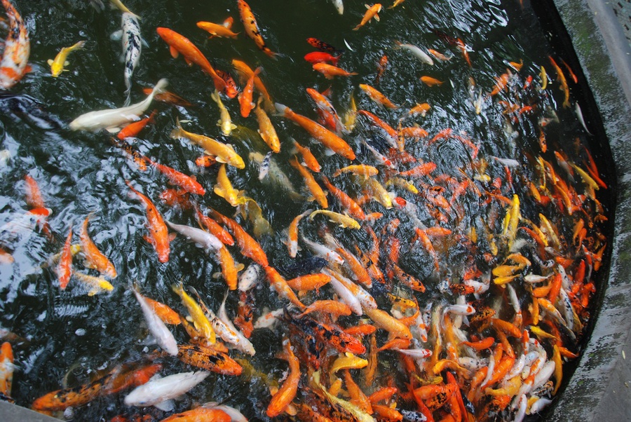 и рыбок Чэнду, Китай