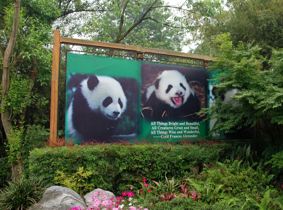 Исследовательский центр по разведению больших панд Чэнду, Китай