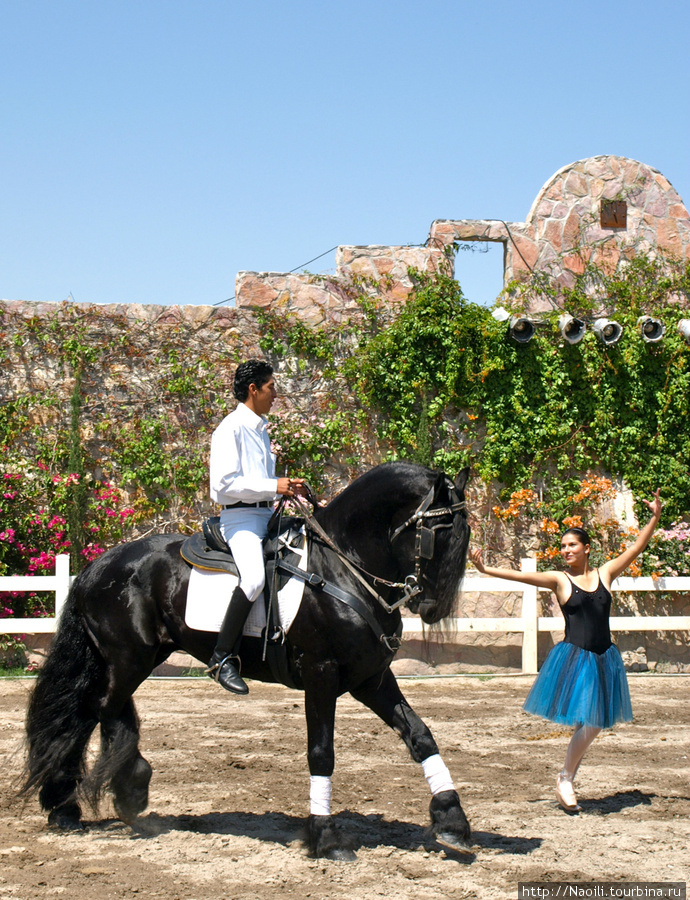 Танцующие мексиканские лошади