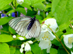 Нашествие бабочек-боярышниц наблюдается примерно раз в восемь лет
