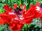 Шмели работают на цветах в 3-5 раз быстрее пчёл
