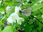 В брачный период бабочка сидит на цветке и ждет своего прынца