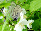 Бабочки пробуют вкус пищи при помощи задних лапок