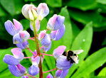 У шмелей хоботок длинее, чем у пчел, которым бывают недоступны некоторые цветы