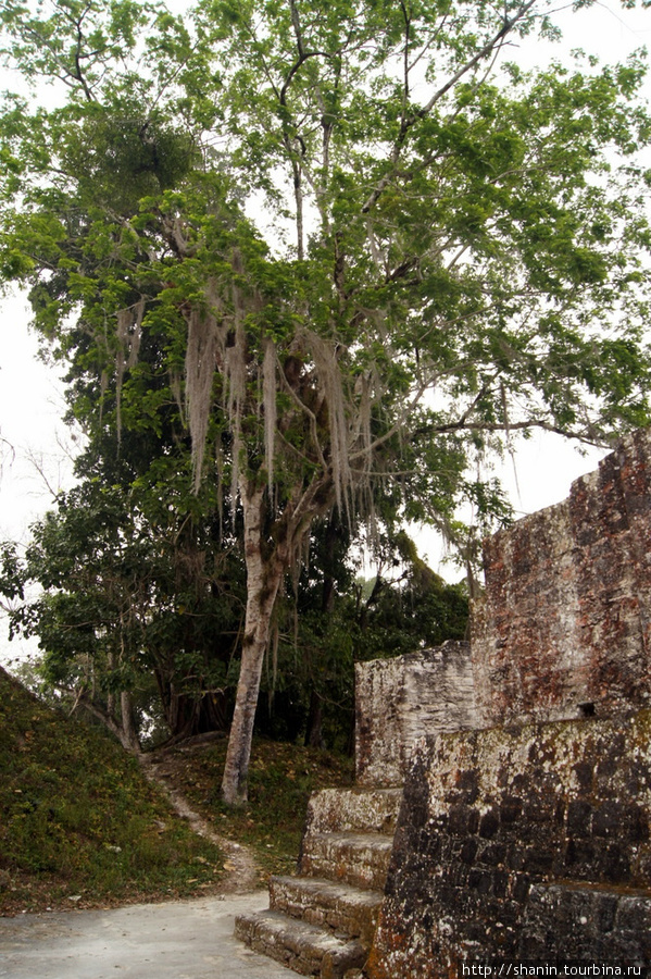 Мир без виз — 290. Утро на руинах Тикаль Национальный Парк, Гватемала
