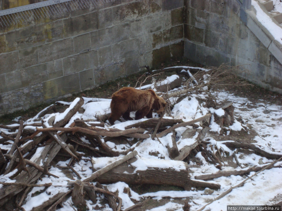 Берн. Медвежья яма. Берн, Швейцария