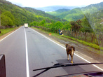 Корова — обычное явление на дорогах Грузии
