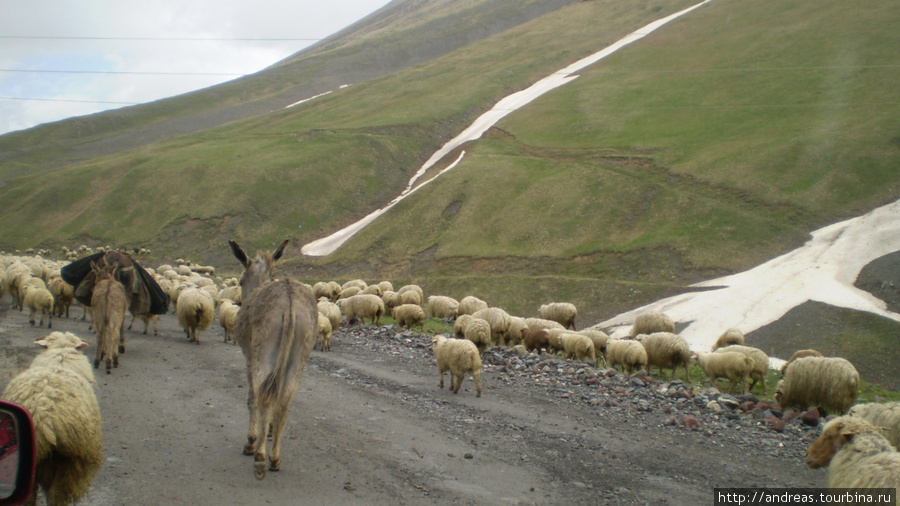 Перегон овец Гудаури, Грузия