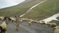 Перегон овец