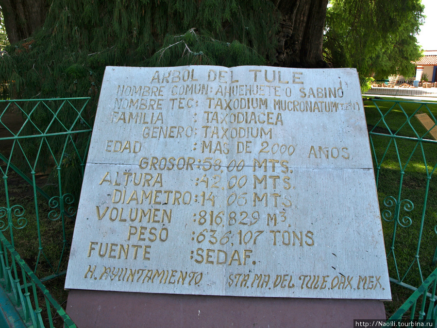 Легендарное дерево жизни — может это дерево Туле? Санта-Мария-дель-Туле, Мексика