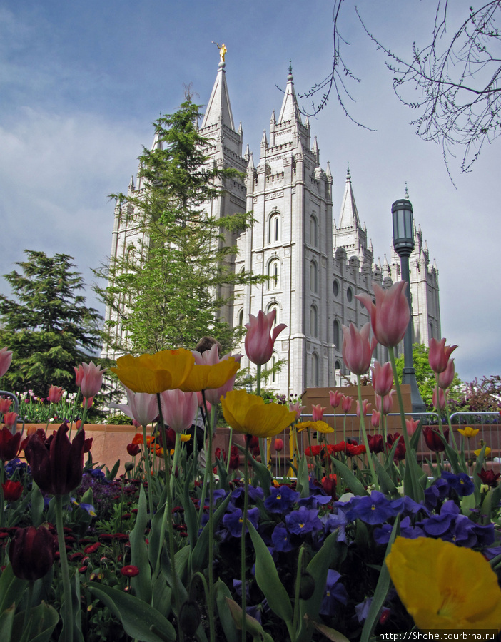 Цветущий парк у Храма Иисуса Христа. А мормоны - молодцы Солт-Лэйк-Сити, CША