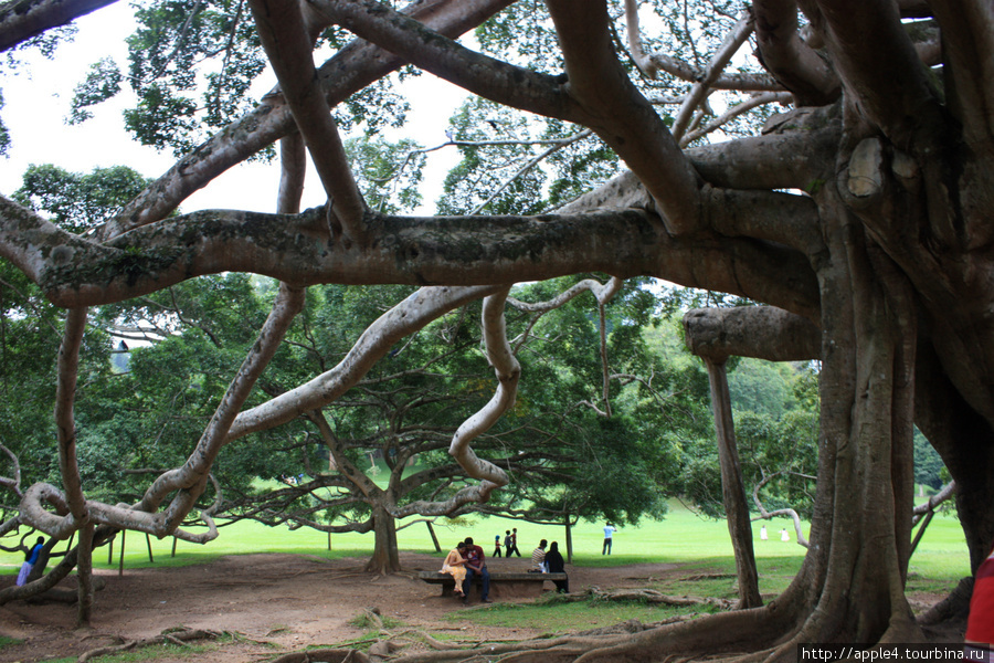 интересное дерево) Шри-Ланка