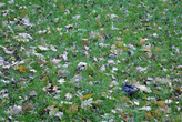коричневые листья в пока зеленой траве