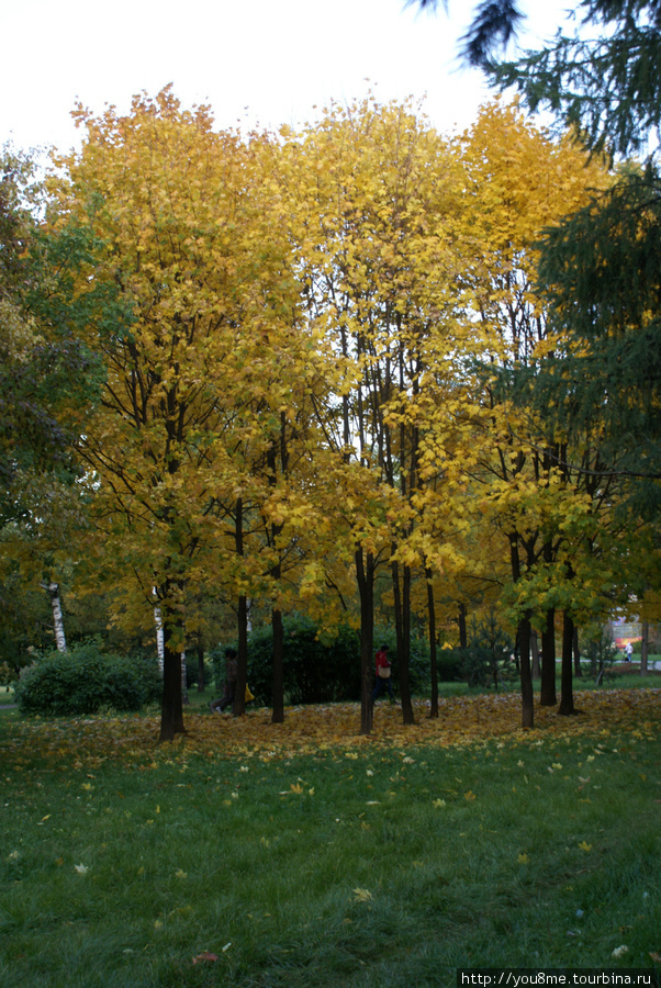 желтый островок в зеленой траве Москва, Россия
