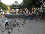Кормление голубей на центральной площади