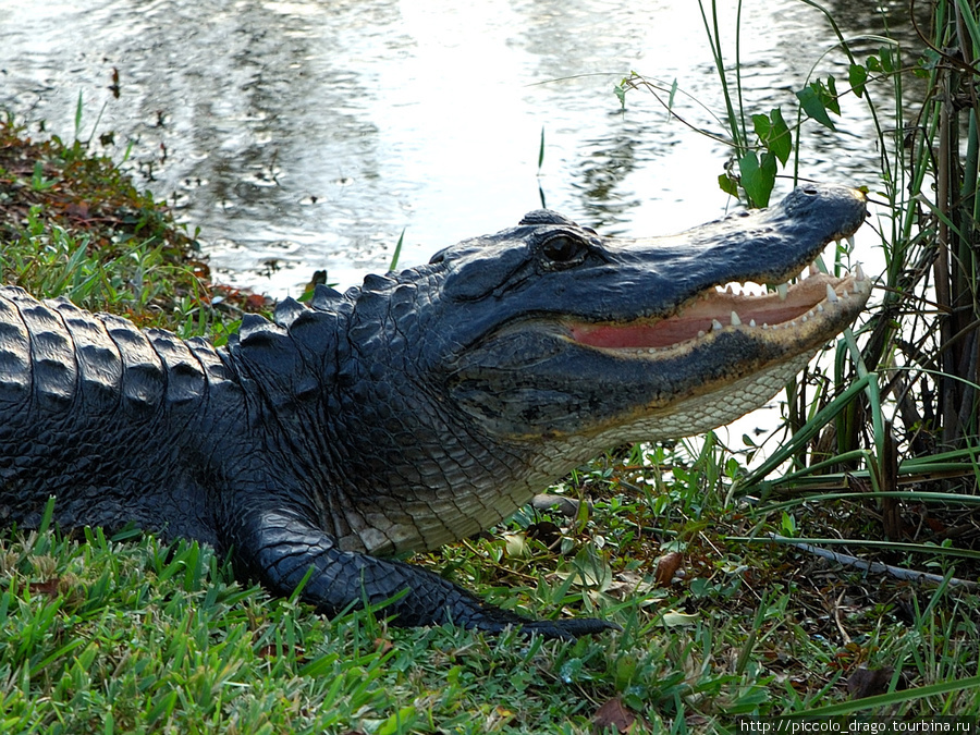Флоридский аллигатор во всей красе :) Национальный парк Эверглейдс, CША