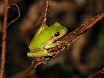 Зеленая древесная лягушка (Hyla cinerea) ... самое фотогеничное создание из всех, встреченных мной:)