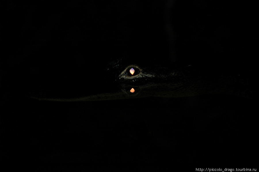 При ближайшем рассмотрении выясняется, что глаз принадлежит аллигатору. Национальный парк Эверглейдс, CША
