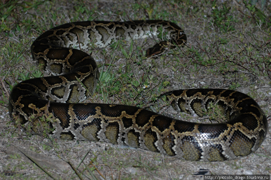 Бирманский питон (Python molurus bivittatus) был обнаружен посреди дороги на Tamiami Trail. Мы оттащили его в сторону, чтобы не раздавили. Национальный парк Эверглейдс, CША